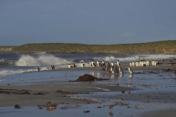 Pingouins Gentoo va à la mer — Photo