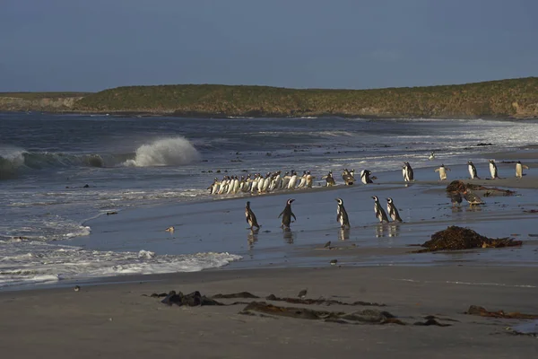 Pingouins Gentoo sortant de la mer — Photo