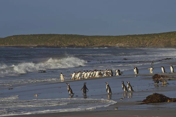 Gran Grupo Pingüinos Gentoo Pygoscelis Papua Regresando Tierra Después Corto —  Fotos de Stock