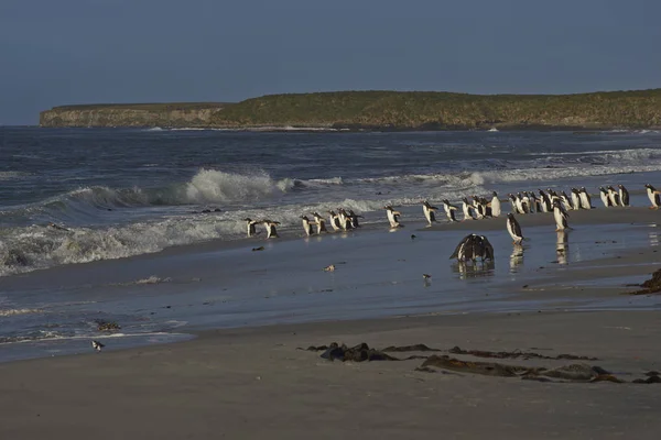 Gentoo penguenleri denize gidiyor — Stok fotoğraf