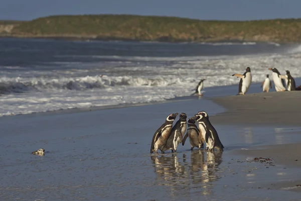 Cabal of penguins — Stock Photo, Image