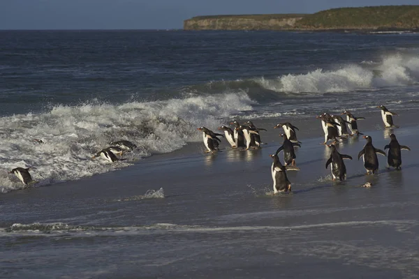 Pingüinos Gentoo yendo al mar —  Fotos de Stock