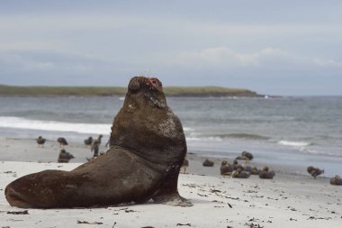 Güney Deniz aslanı kumlu bir plaj üzerinde