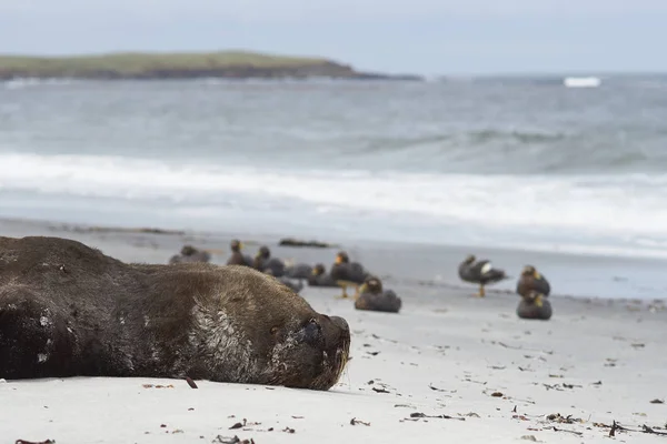 León marino del sur en una playa de arena — Foto de Stock