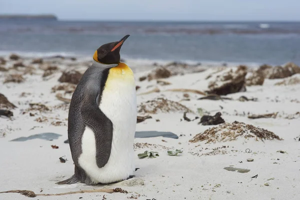 Roi pingouin sur une plage de sable — Photo