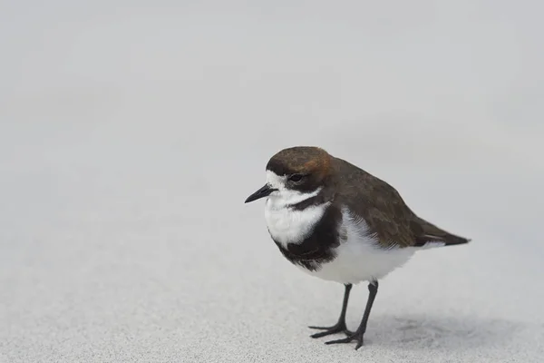 Plover δύο-κλιμακωτά σε μια αμμώδη παραλία — Φωτογραφία Αρχείου