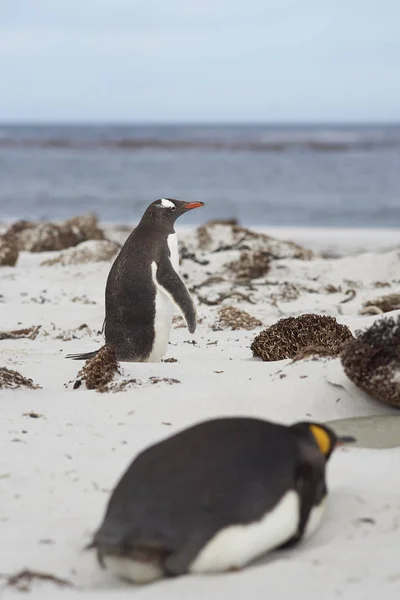 Pingüinos en una playa de arena — Foto de Stock