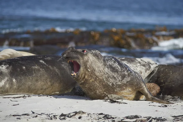 Southern Elephant Seals on a sandy beach — Stock Photo, Image