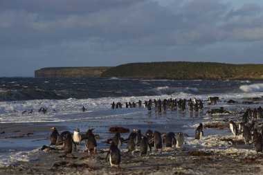Gentoo penguenleri denize gidiyor