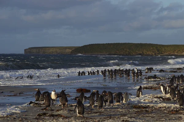 Πιγκουίνους Gentoo που βγαίνουν στη θάλασσα — Φωτογραφία Αρχείου