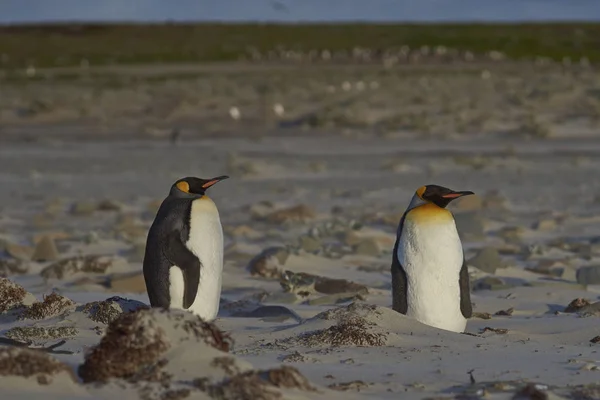 Pingwiny królewskie na plaży — Zdjęcie stockowe