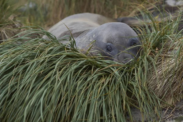 Jeune phoque éléphant du Sud — Photo