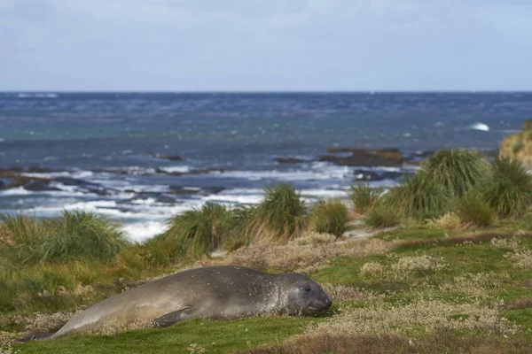 Foca elefante del sur — Foto de Stock