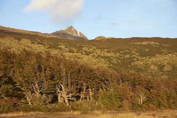 Hösten i Patagonien — Stockfoto