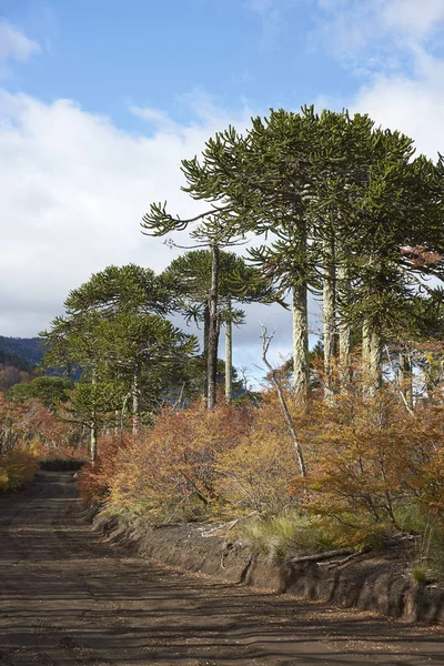 Araukanien bäume im conguillio nationalpark — Stockfoto