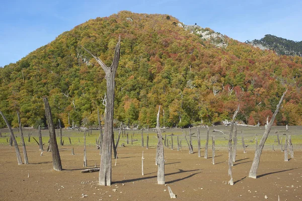 Autumn in Conguillio National Park — Stock Photo, Image