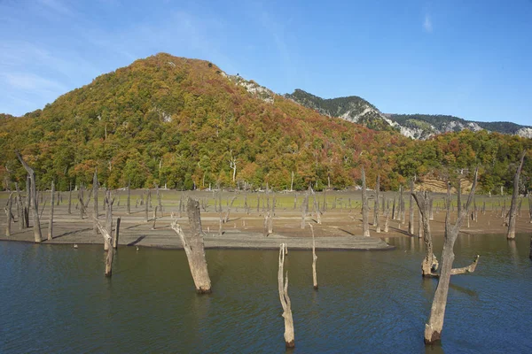 Autunno nel Parco Nazionale del Conguillio — Foto Stock