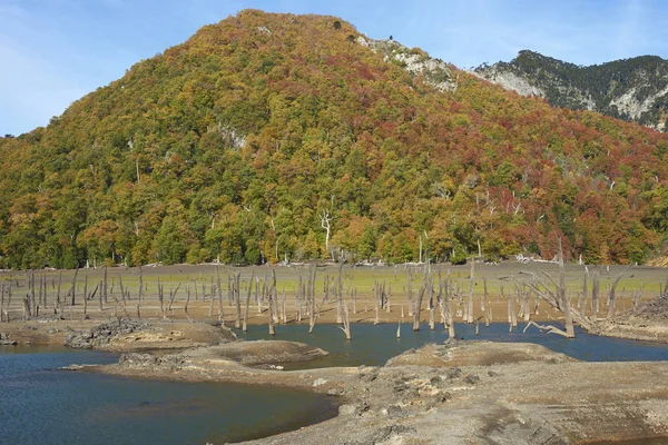 Podzimní Barvy Zalesněné Stráně Okolních Laguna Verde Conguillio Národním Parku — Stock fotografie