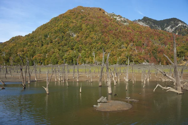 Herfst in het Conguillio Nationaal Park — Stockfoto