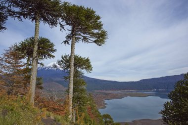 Volcano Llaima in Conguillio National Park clipart