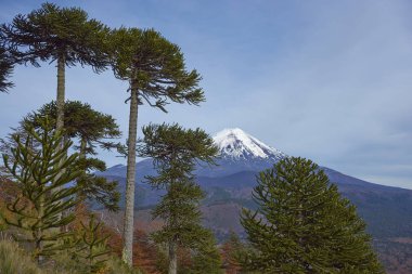 Volkan Llaima Conguillio Milli Parkı'nda