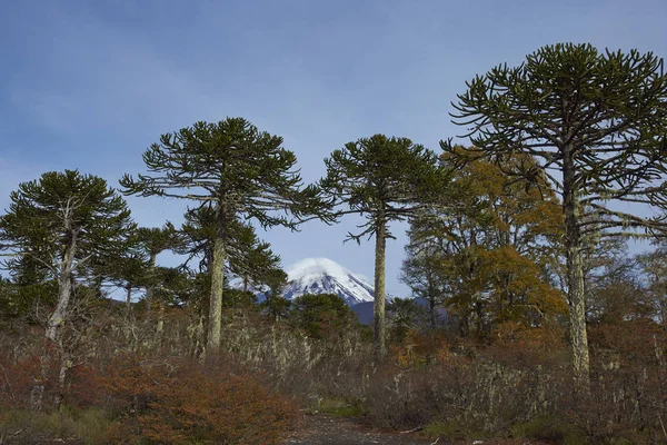 Volcano Llaima in Conguillio National Park — Stock Photo, Image