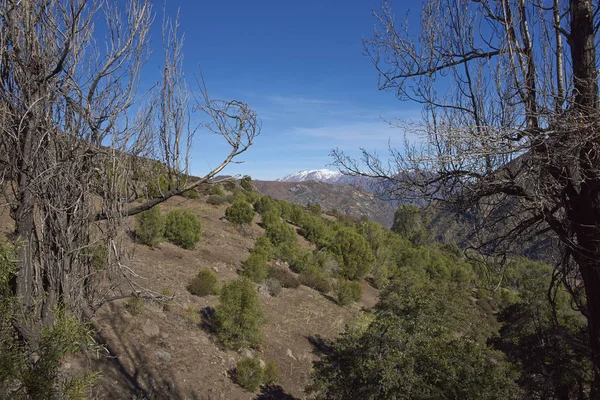 加州神鹫 Trail 在芳草地失水事故 — 图库照片