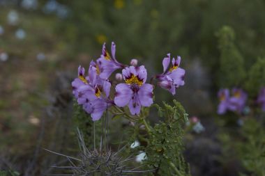 Atacama çiçeklenir