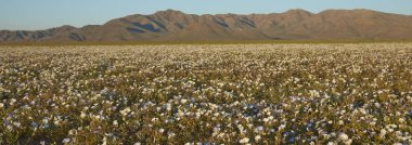 Atacama Çölü'nde çiçek