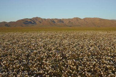 Atacama Çölü'nde çiçek