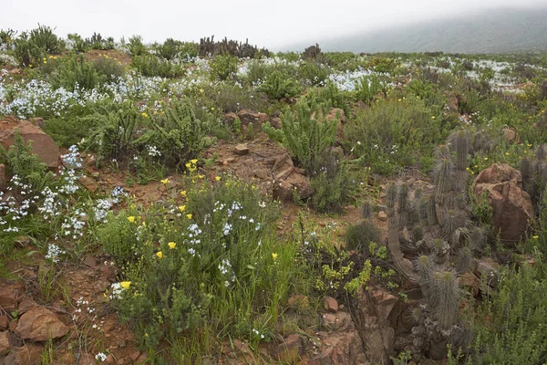 Fleurs dans le désert d'Atacama — Photo