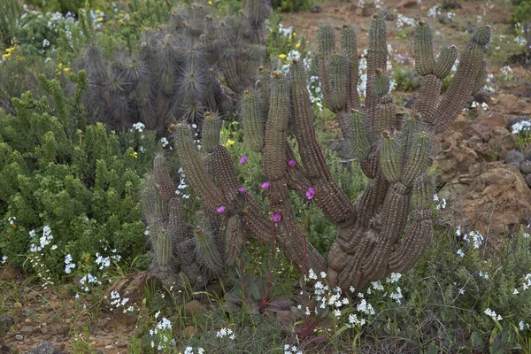 Květiny v poušti Atacama — Stock fotografie