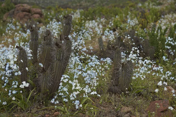 Fiori nel deserto di Atacama — Foto Stock