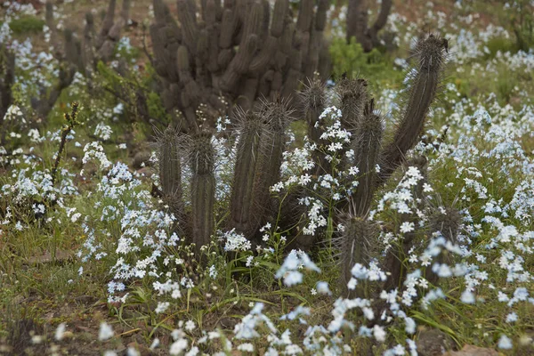 在阿塔卡马沙漠中的花朵 — 图库照片