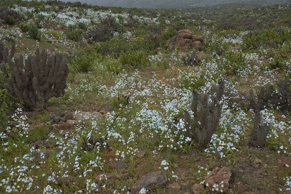 Квіти в пустелі Атакама — стокове фото