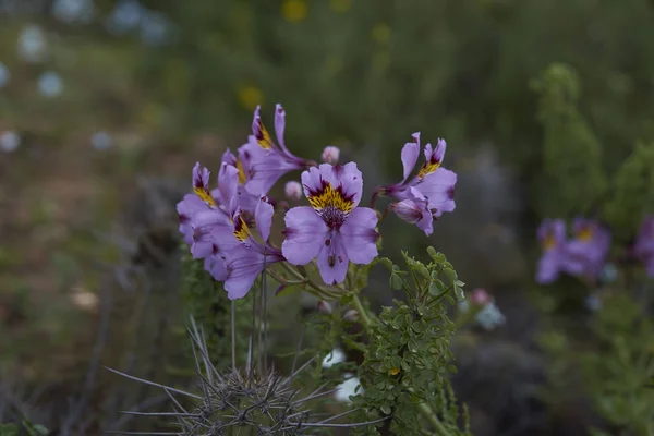 Fleurs dans l'Atacama — Photo