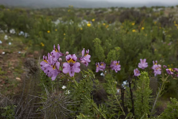 Fiori in Atacama — Foto Stock