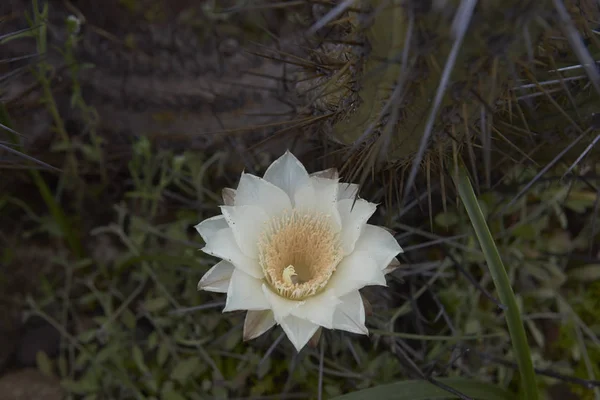 Fleurs dans le désert d'Atacama — Photo