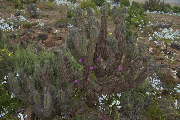 Flowers in the Atacama Desert