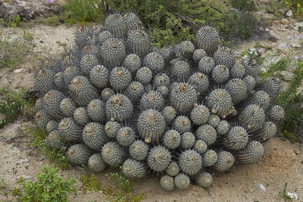 阿塔卡马沙漠的植物 — 图库照片