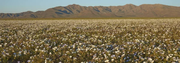 Fiori nel deserto di Atacama — Foto Stock