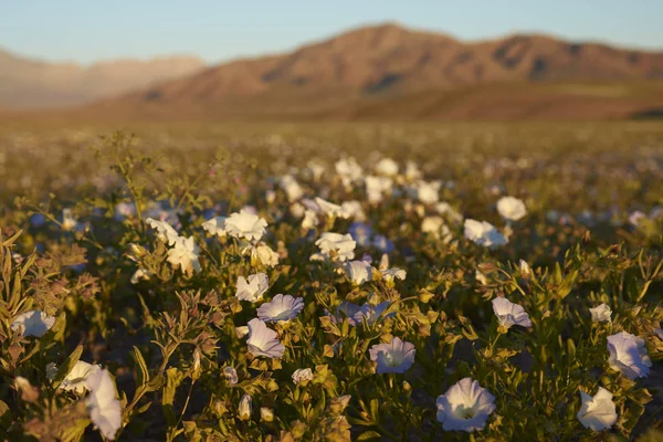 Квіти в пустелі Атакама — стокове фото