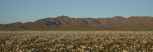 Virágok az Atacama-sivatag — Stock Fotó