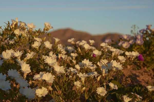Квіти в пустелі Атакама — стокове фото