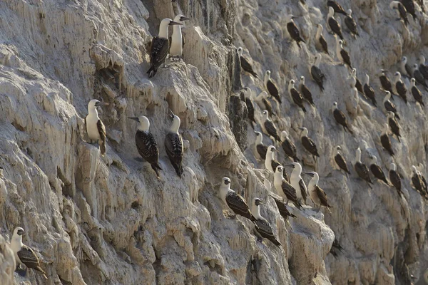 在智利海岸的秘鲁鲣鸟 — 图库照片