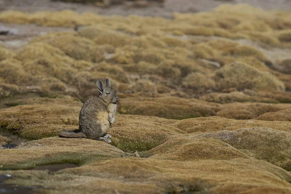 Berg Viscacha Lagidium Viscasia Rusten Een Gebied Van Wetland Van — Stockfoto