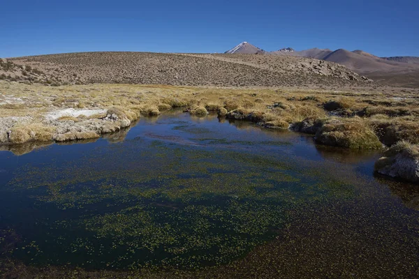 Agua Congelada Humedal Parque Nacional Lauca Altiplano Del Norte Chile —  Fotos de Stock