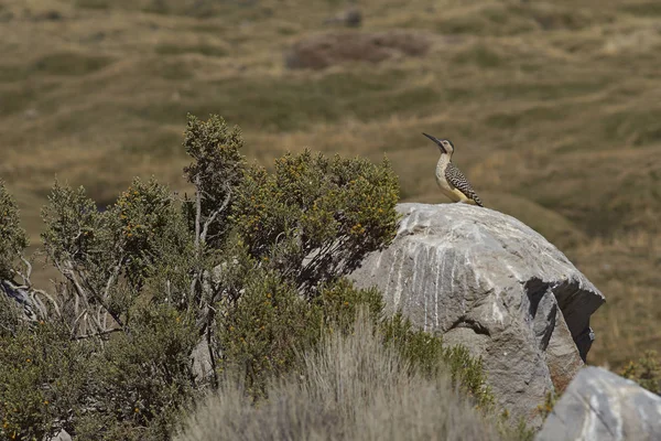 Flicker Andino Colaptes Rupicola Tipo Pájaro Carpintero Parque Nacional Lauca — Foto de Stock