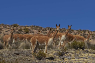 Vicuna Lauca Milli Parkı'nda