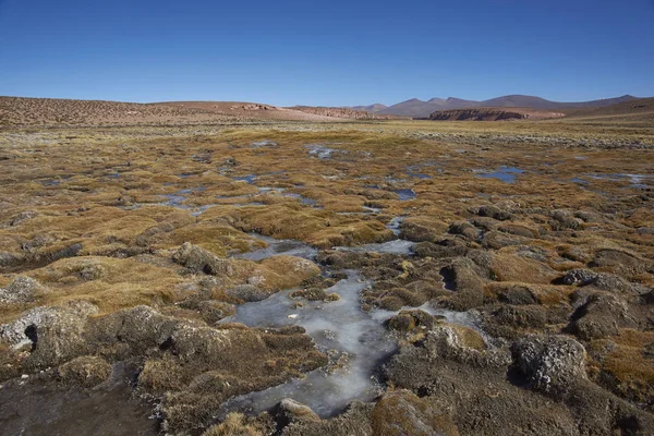 Altiplano üzerinde donmuş sulak — Stok fotoğraf